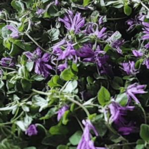 henbit
