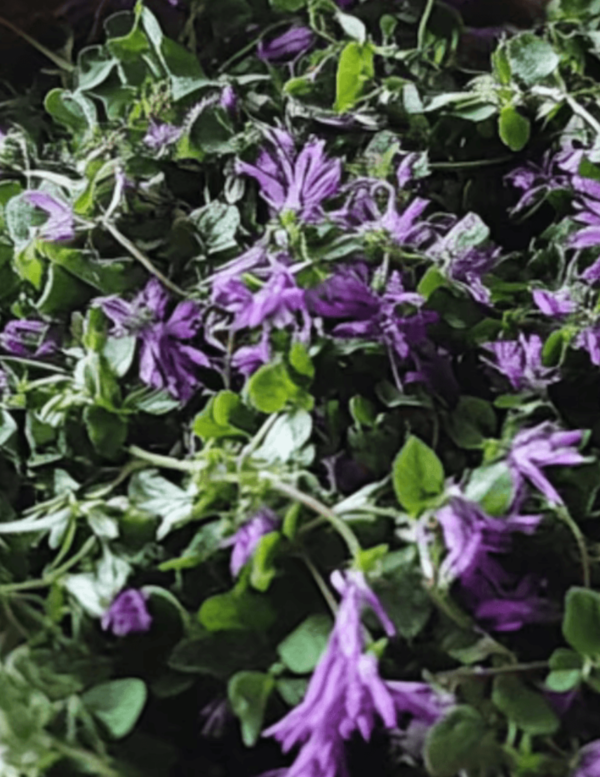 henbit