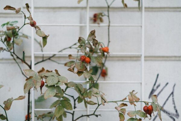Rosehips ♡ (Organic & Dried): Vitamin C + Weight Loss + Immune Health + Heart Health + Approx. 25 Servings - Image 3