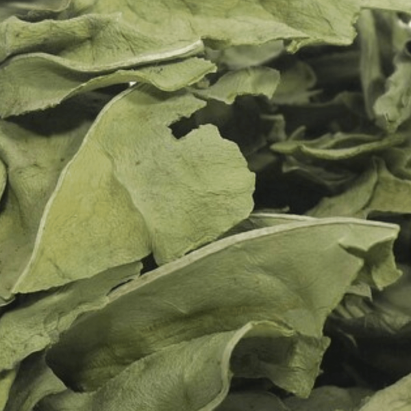Plantain Leaf Herb ♡ (Organic + Dried): Bug Bite/Wound + Skin Care + Respiratory Health + Approx. 25 Servings