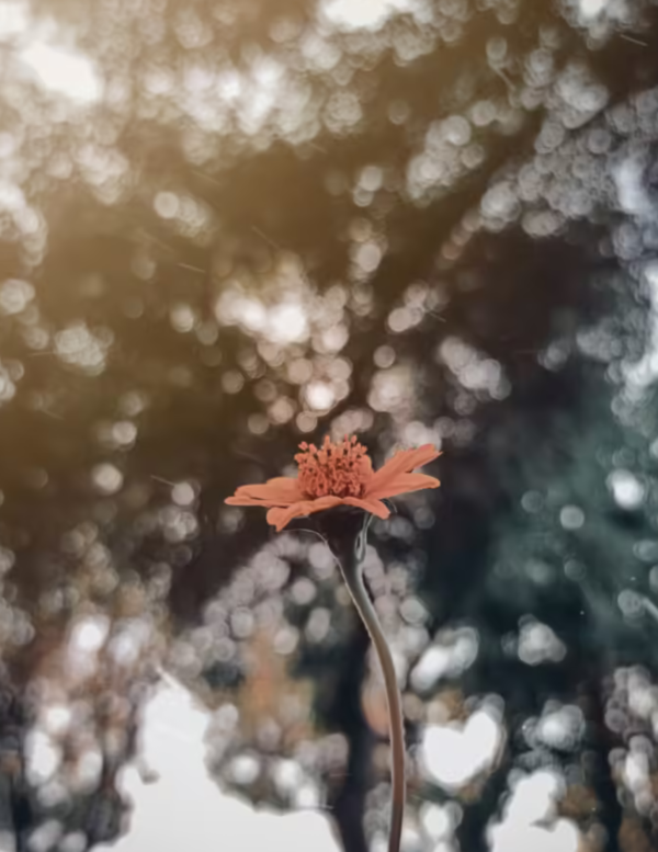arnica