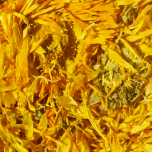 calendula