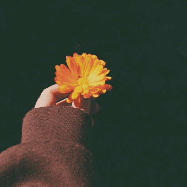 the everything healer