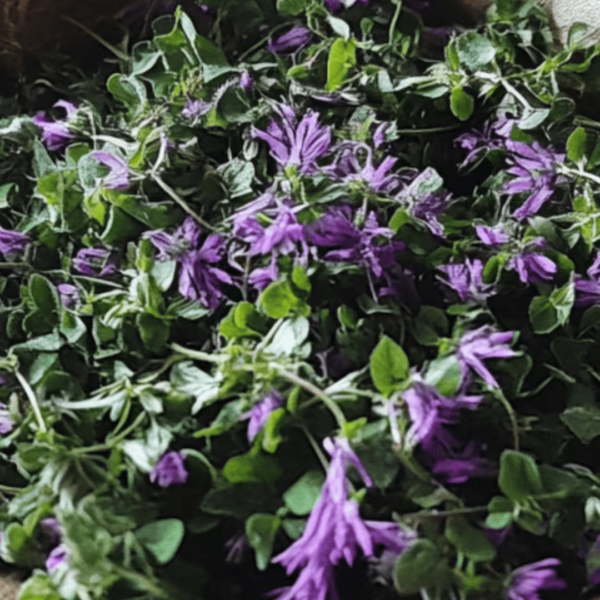 Henbit Nettle ♡ (Organic & Dried): Vitamins A,C & K + Fever Breaker + Energy Boost + Pain Relief + Approx. 25 Servings