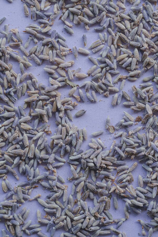 Lavender ♡ (Organic & Dried): Mood Enhancement + Sleep Health + Relaxation + Approx. 25 Servings - Image 2