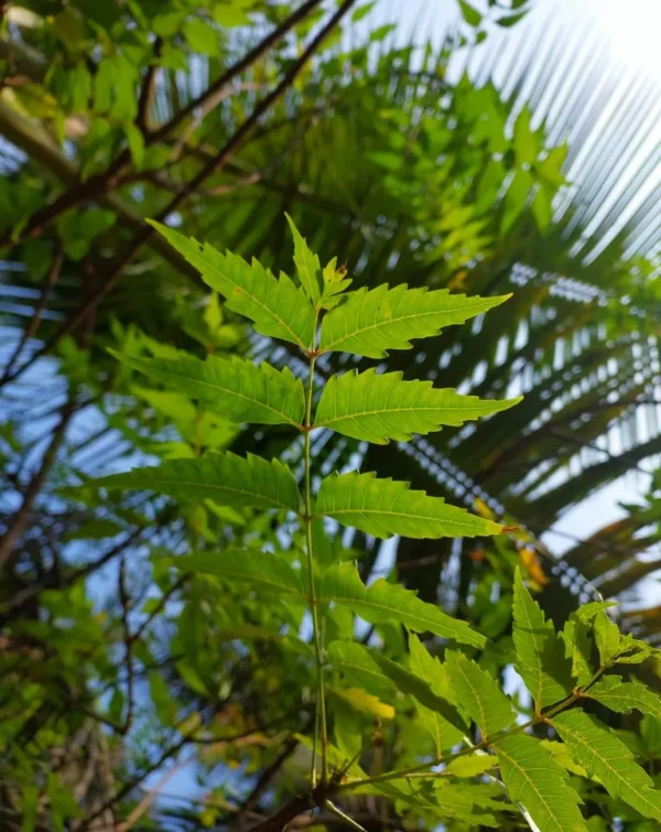 Neem Leaf Powder ♡ (Organic & Dried): Detoxification + Acne/Ezcema Healing + Plant Soil Health + Antimicrobial + Hair Growth + Approx. 25 Servings - Image 2