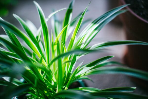 Local Only – Spider Plant Seedling ♡ : Air Purifier + Gift + Office + Home + For Beginners & Seasoned Plant Lovers