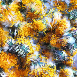 dandelion flowers