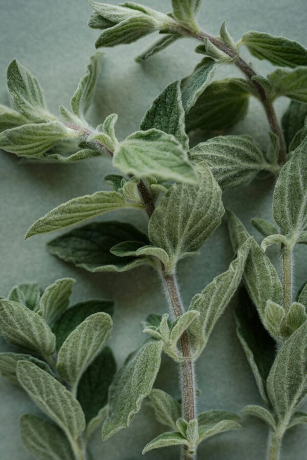 Oreganica: Oil of Oregano ♡ : Natural Immune Support + Antimicrobial Oil + Antifungal Oil + Cold-Pressed Olive Oil Base - Image 3