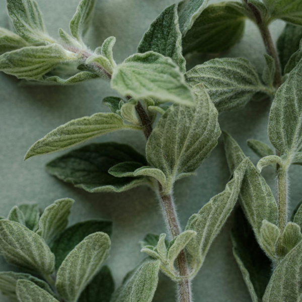 Oreganica: Oil of Oregano ♡ : Natural Immune Support + Antimicrobial Oil + Antifungal Oil + Cold-Pressed Olive Oil Base - Image 2